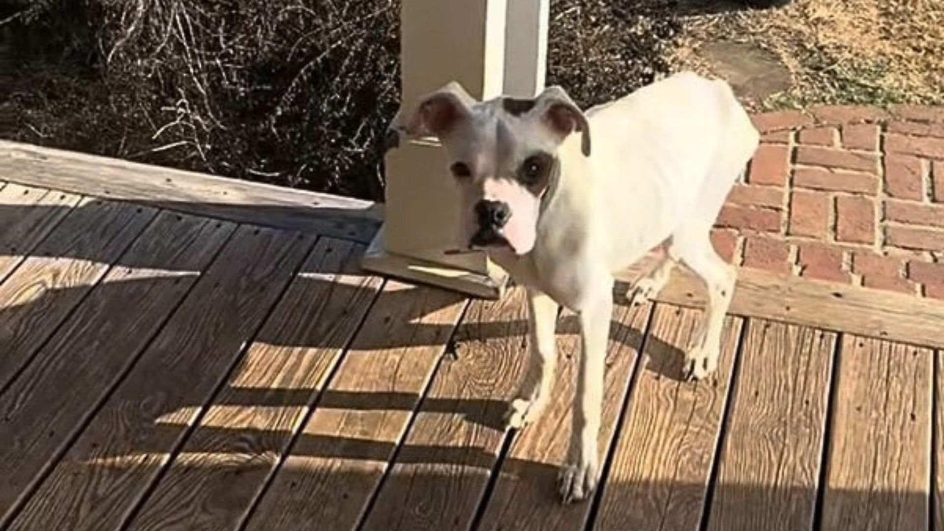 dog on porch