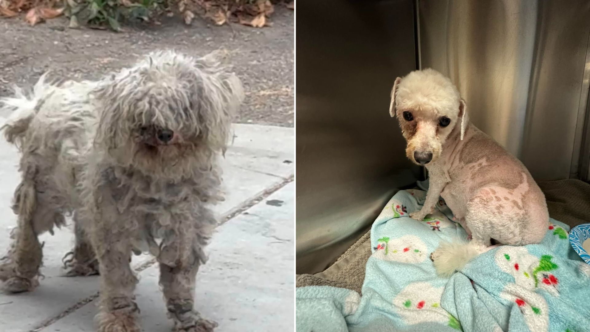 Terrified Matted Dog Rescued From California Streets Reveals a Life-Changing Surprise