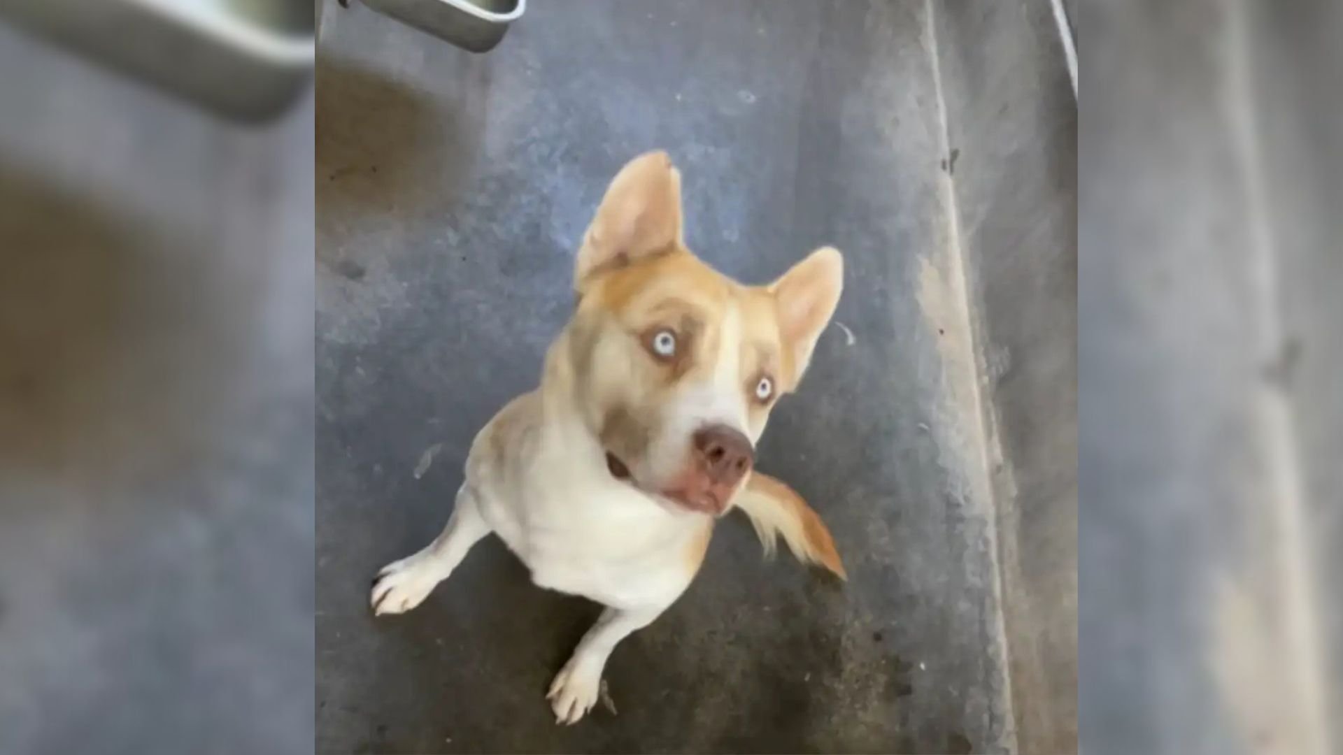 Shelter Dog From California Was Minutes Away From Euthanasia When A Miracle Finally Happened