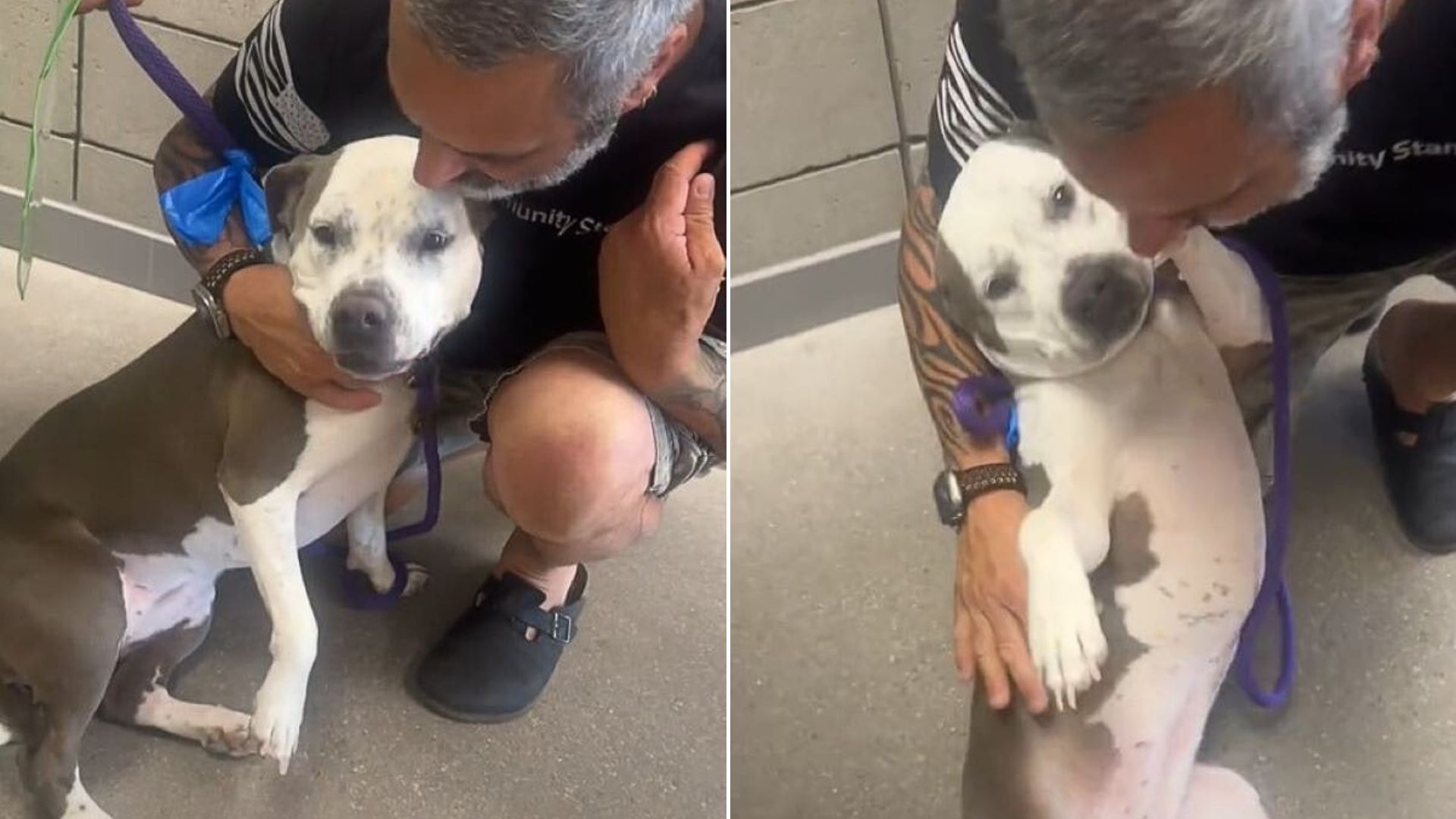 shelter dog