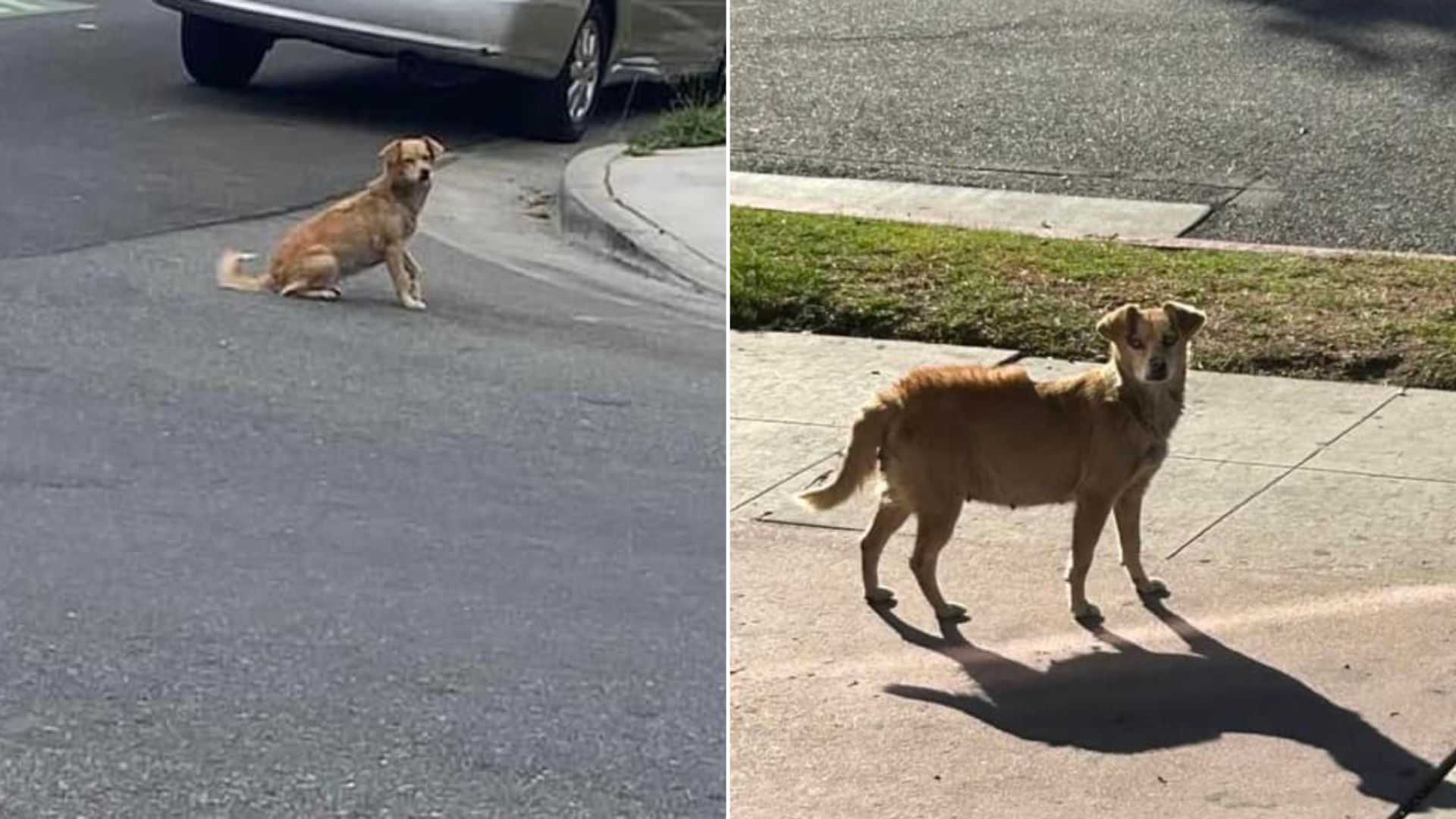 pregnant dog