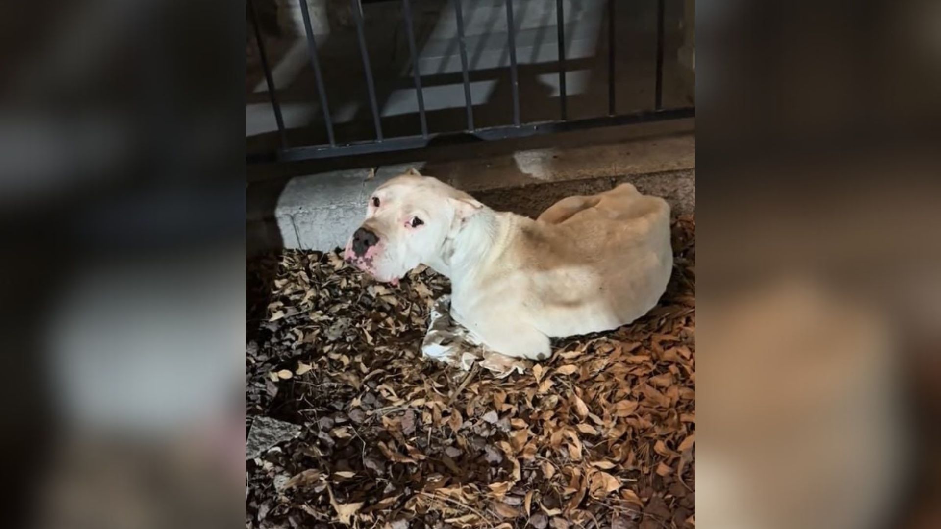 starving dog waiting for help