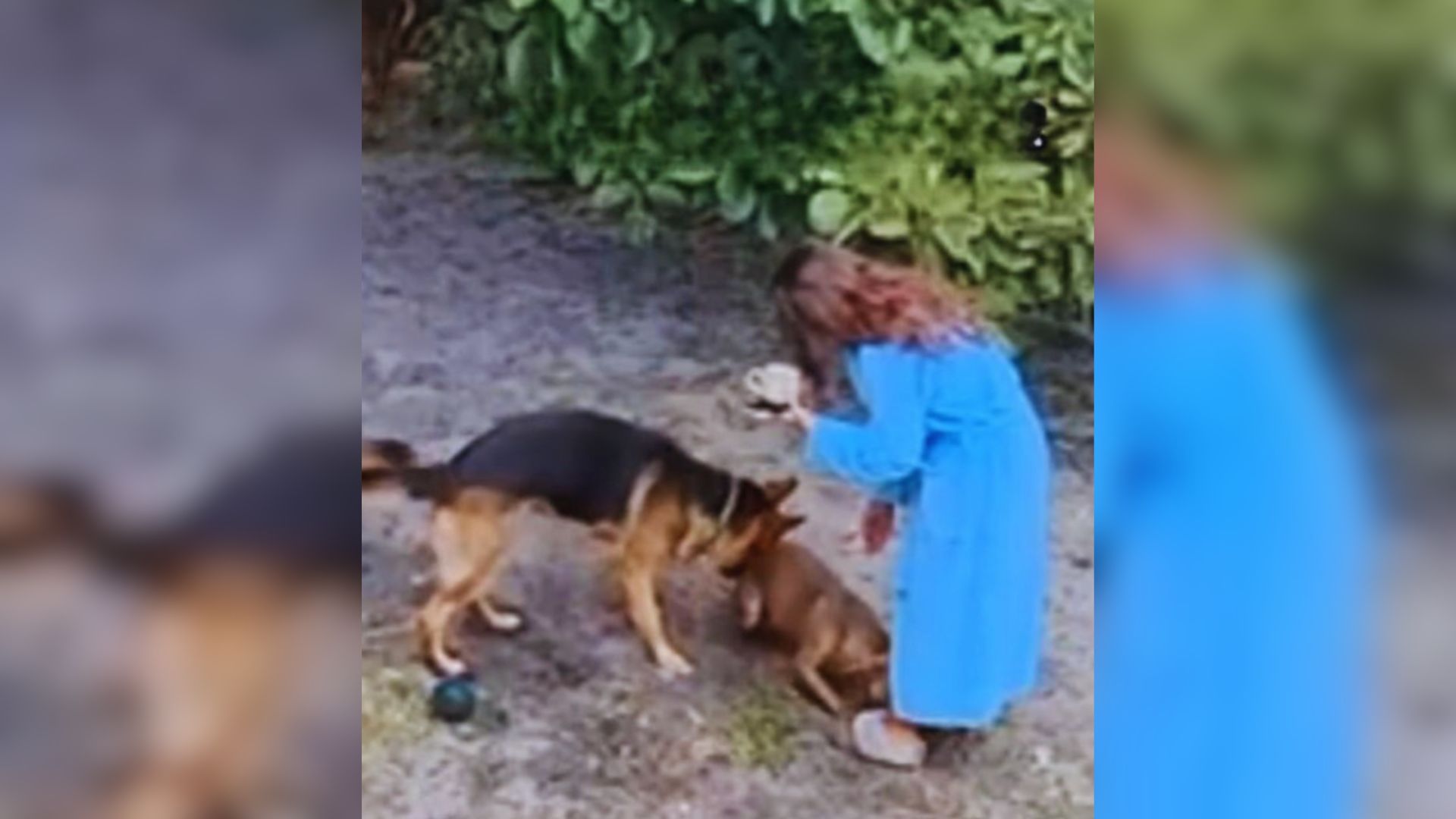 Shock As Florida Dog Finds A Mysterious Guest Hiding In Family’s Fenced-In Backyard