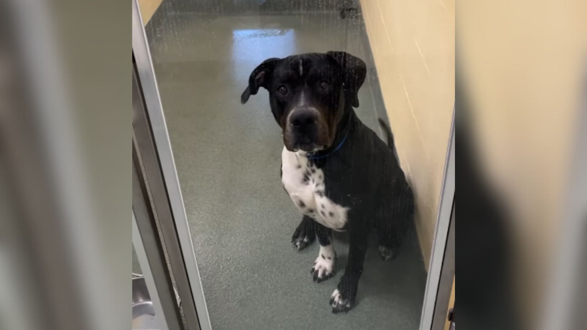 abandoned senior dog