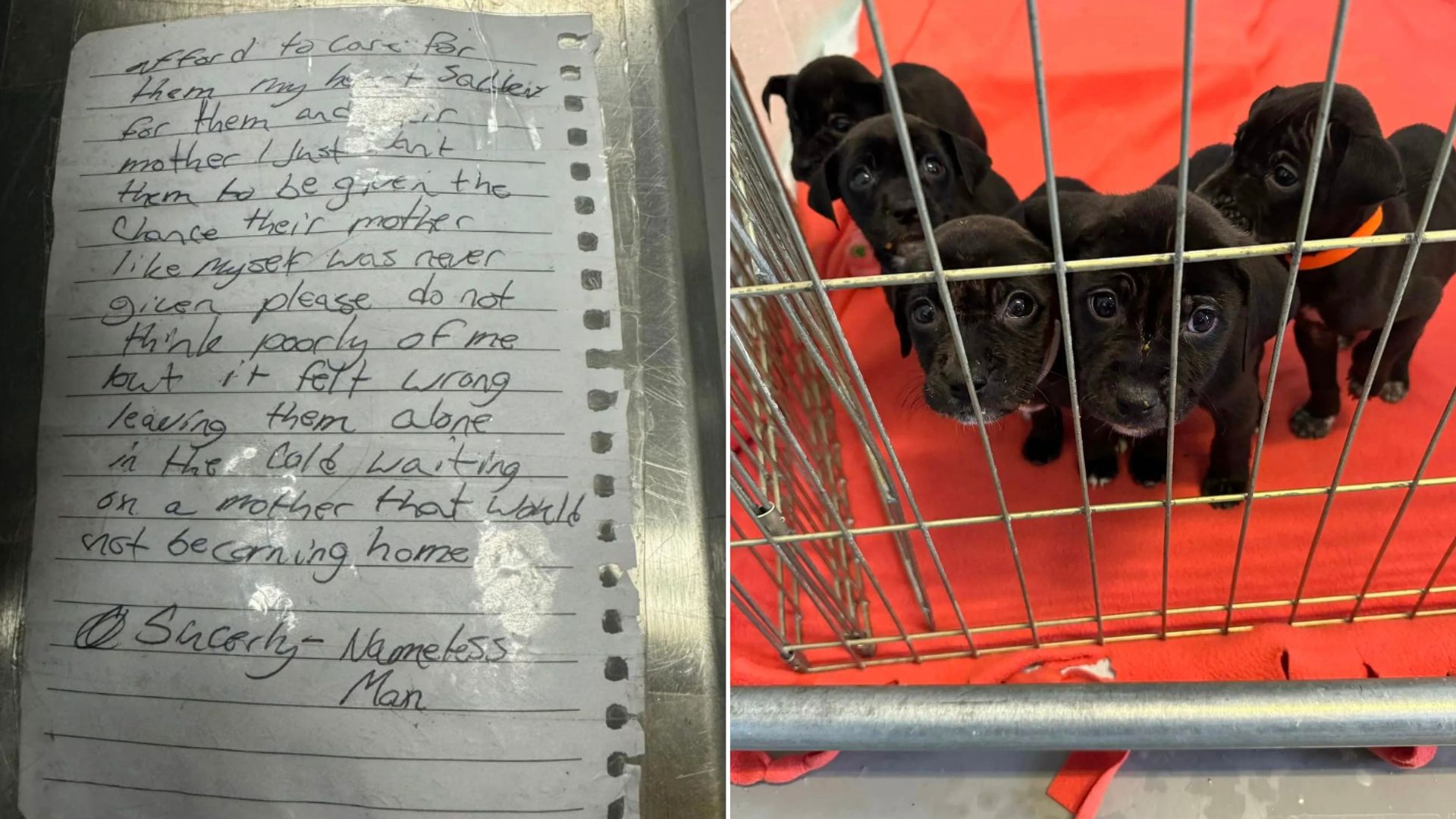 Shock As Homeless Man Leaves A Litter Of Puppies And A Note On North Carolina Shelter’s Doorstep