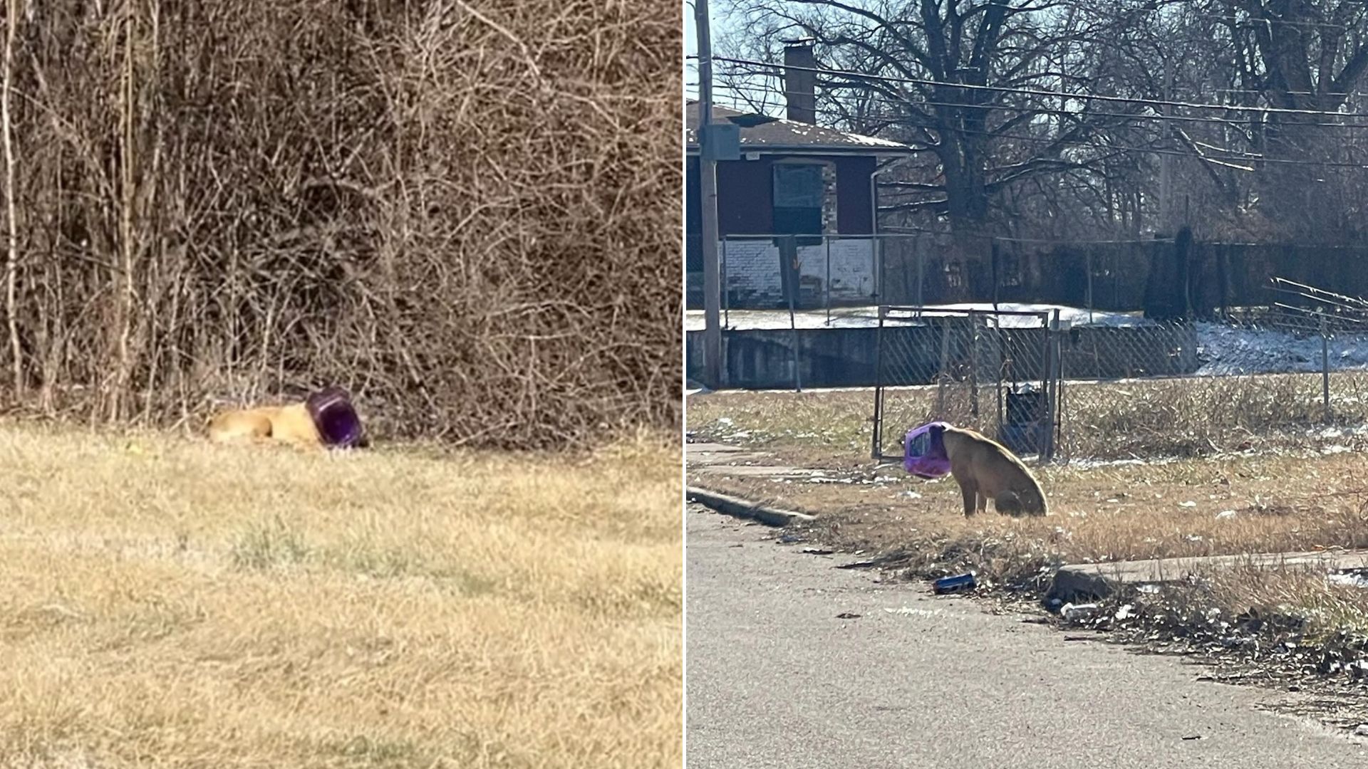 dog with cheeseball bucket on his head