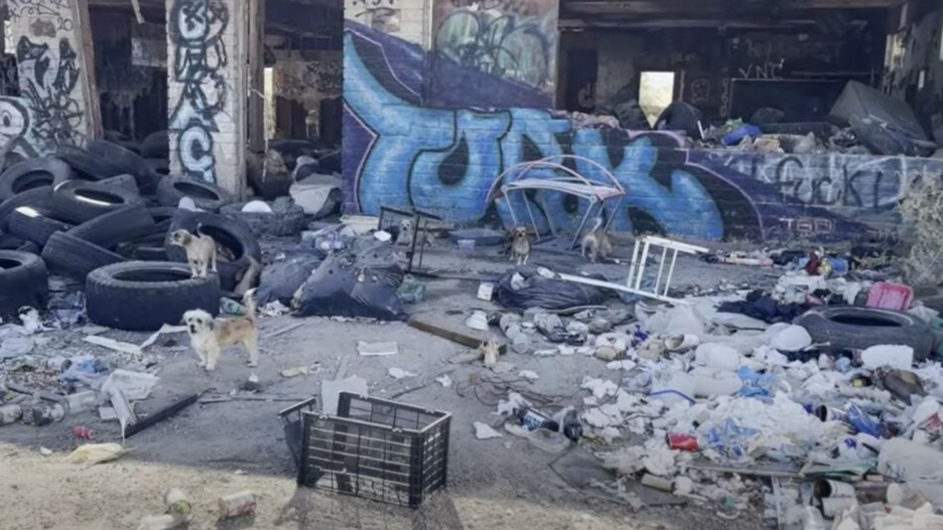 dogs abandoned in place full of trash
