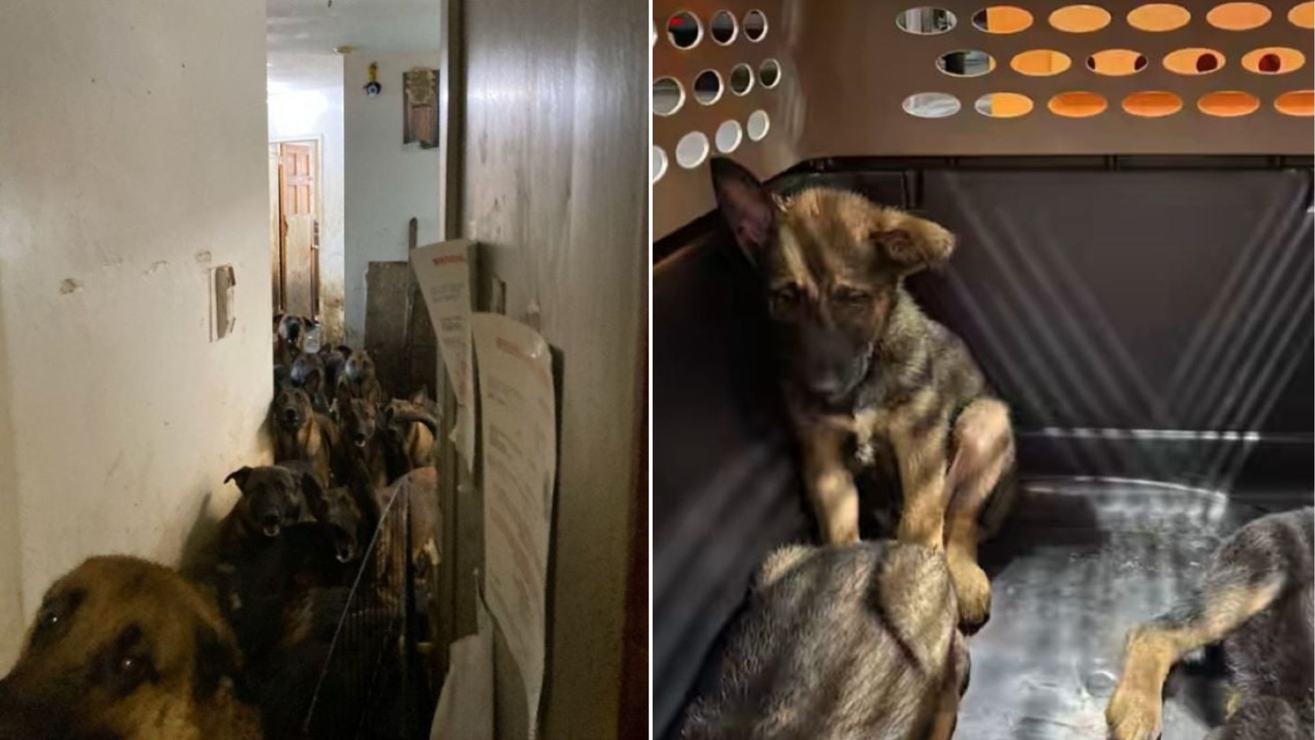 abandoned dogs in apartment