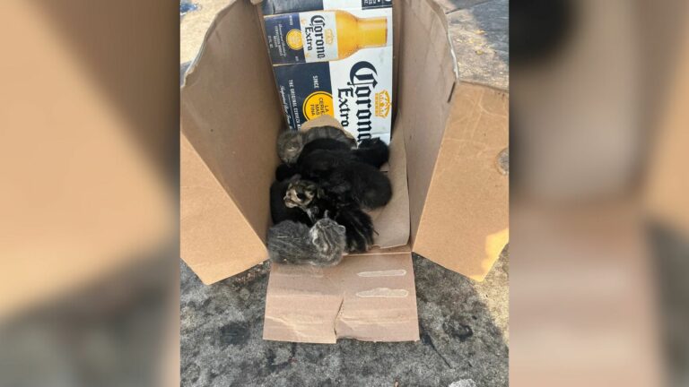 dumped animals