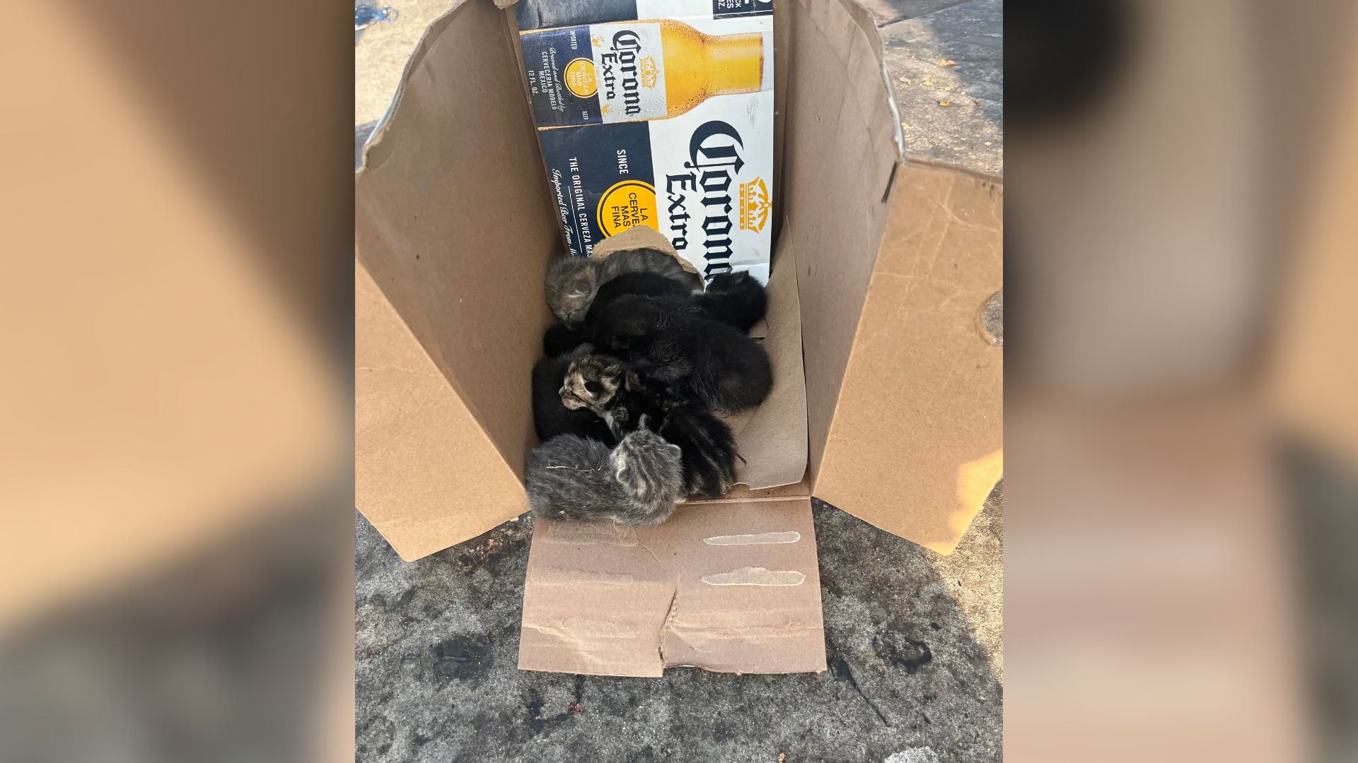 Shock As Shoppers Witness Owner Dumping A Box Of Furry Babies At California Home Depot Parking Lot