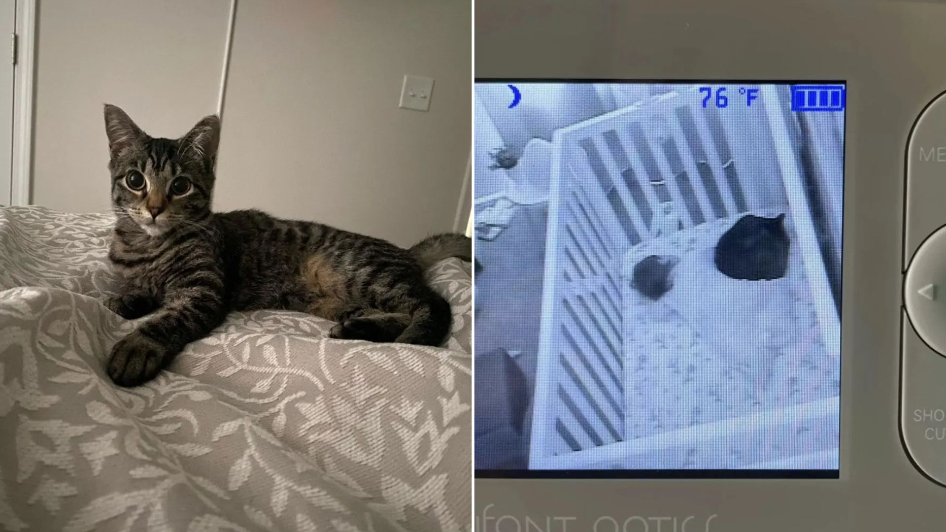 tiny cat