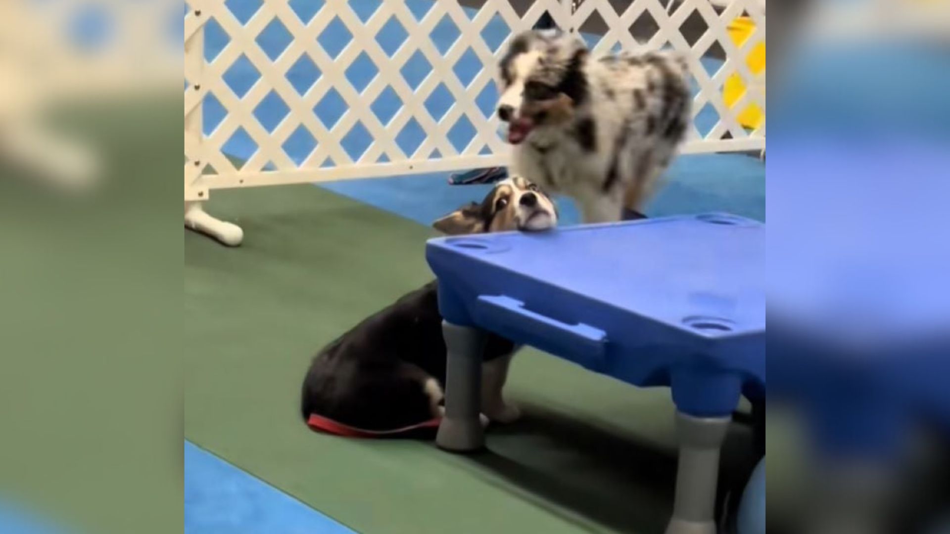 shy dog