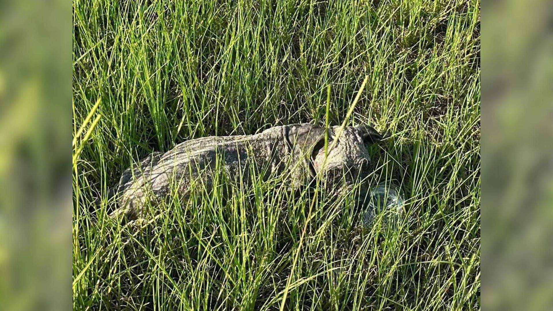 Sick And Starving Puppy Found Lying In Grass In South Carolina After Being Abandoned