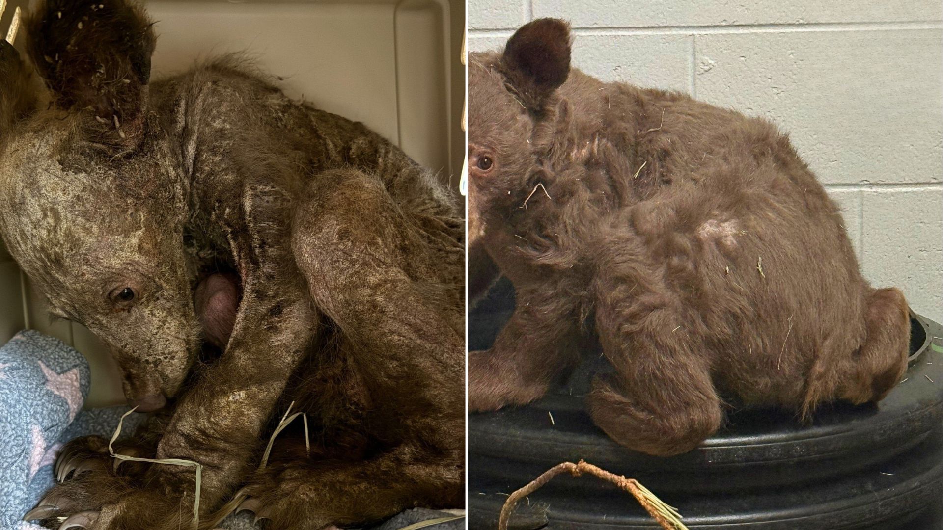 Sick, Malnourished Furry ‘Pup’ Found By California Rescuers Turns Out To Be Something Else