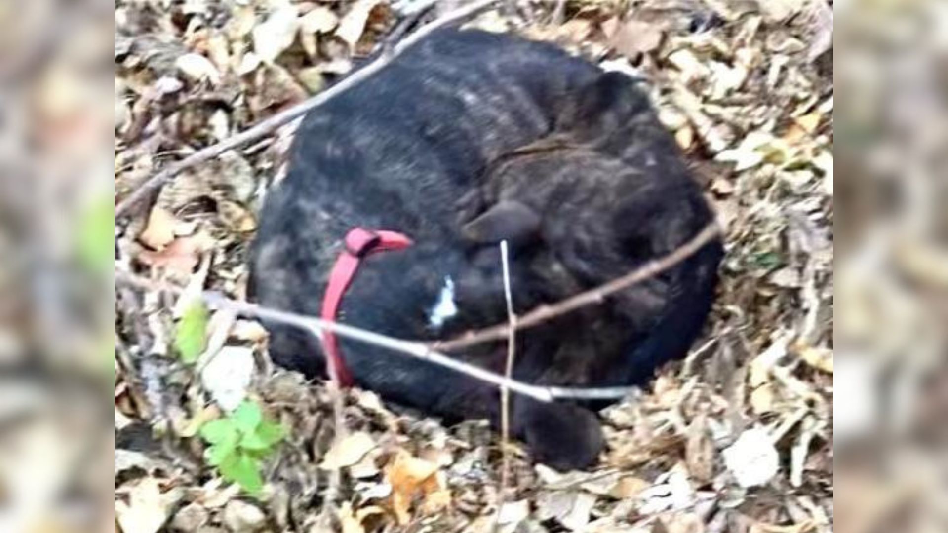 ‘Skeletal’ Dog Found In A Pile Of Leaves In Missouri, His Transformation Is Stunning