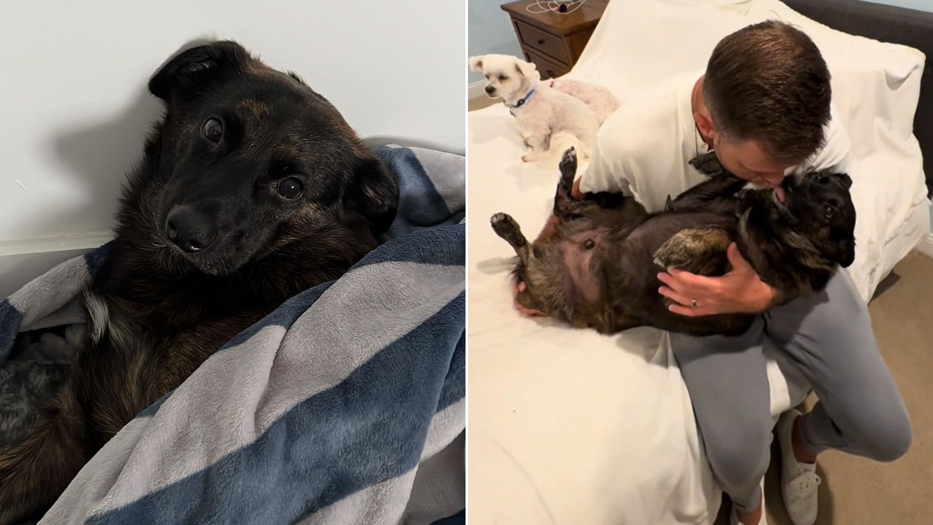 dog sees his owner after 11 days