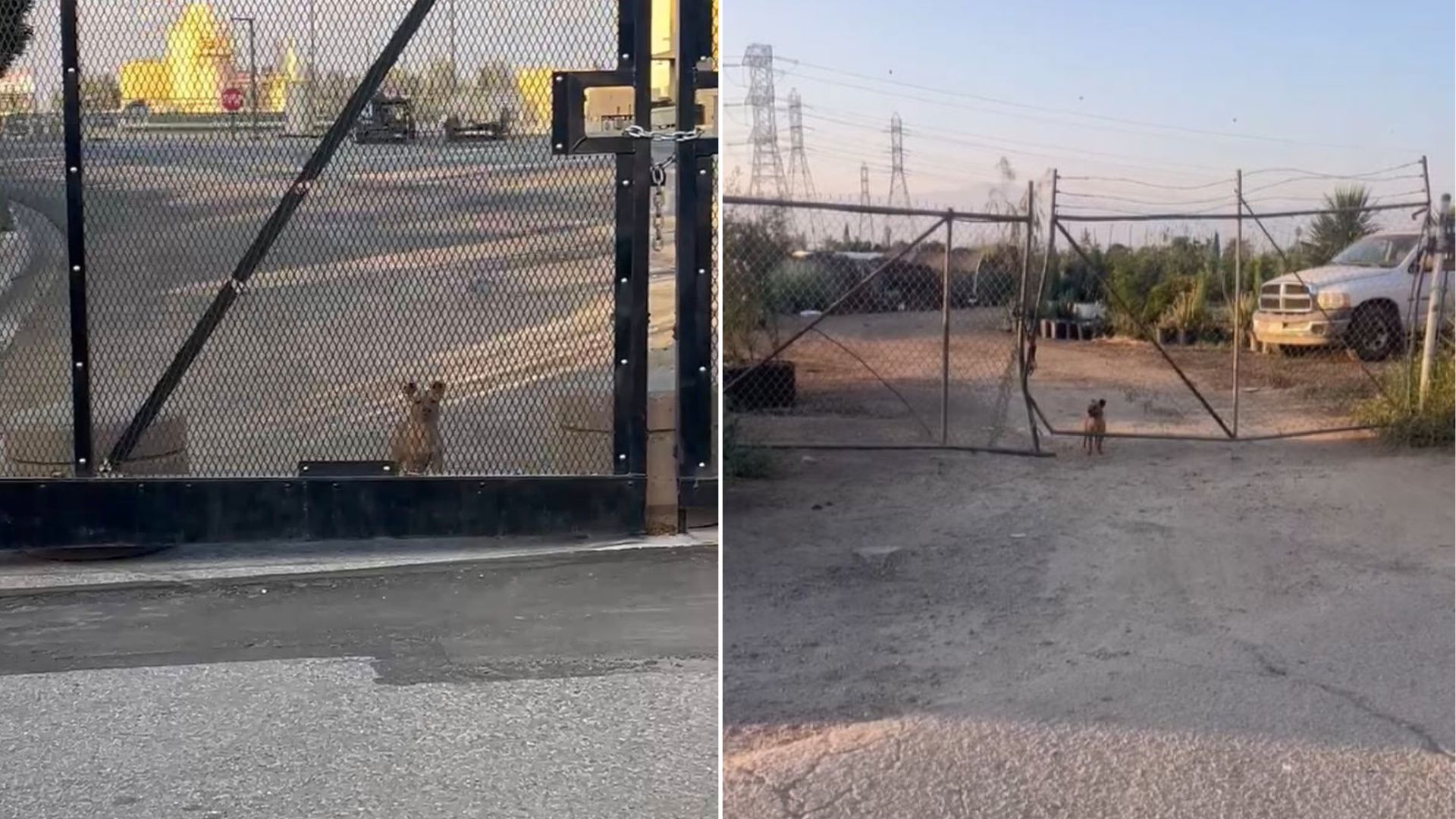 Small Dog Abandoned In Coyote Territory Leaves California Rescuers In Shock