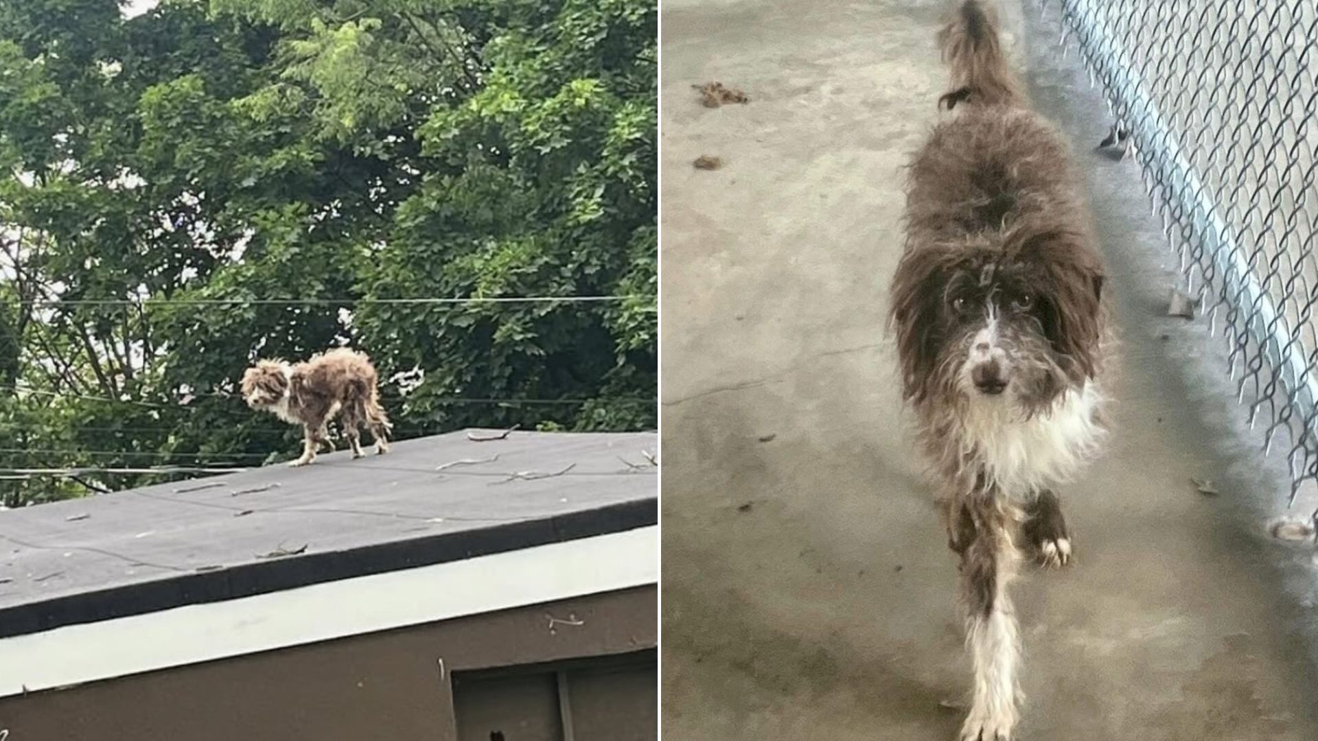 Something Furry On The Roof Caught A New Jersey Local’s Eye  And It Wasn’t What They Expected