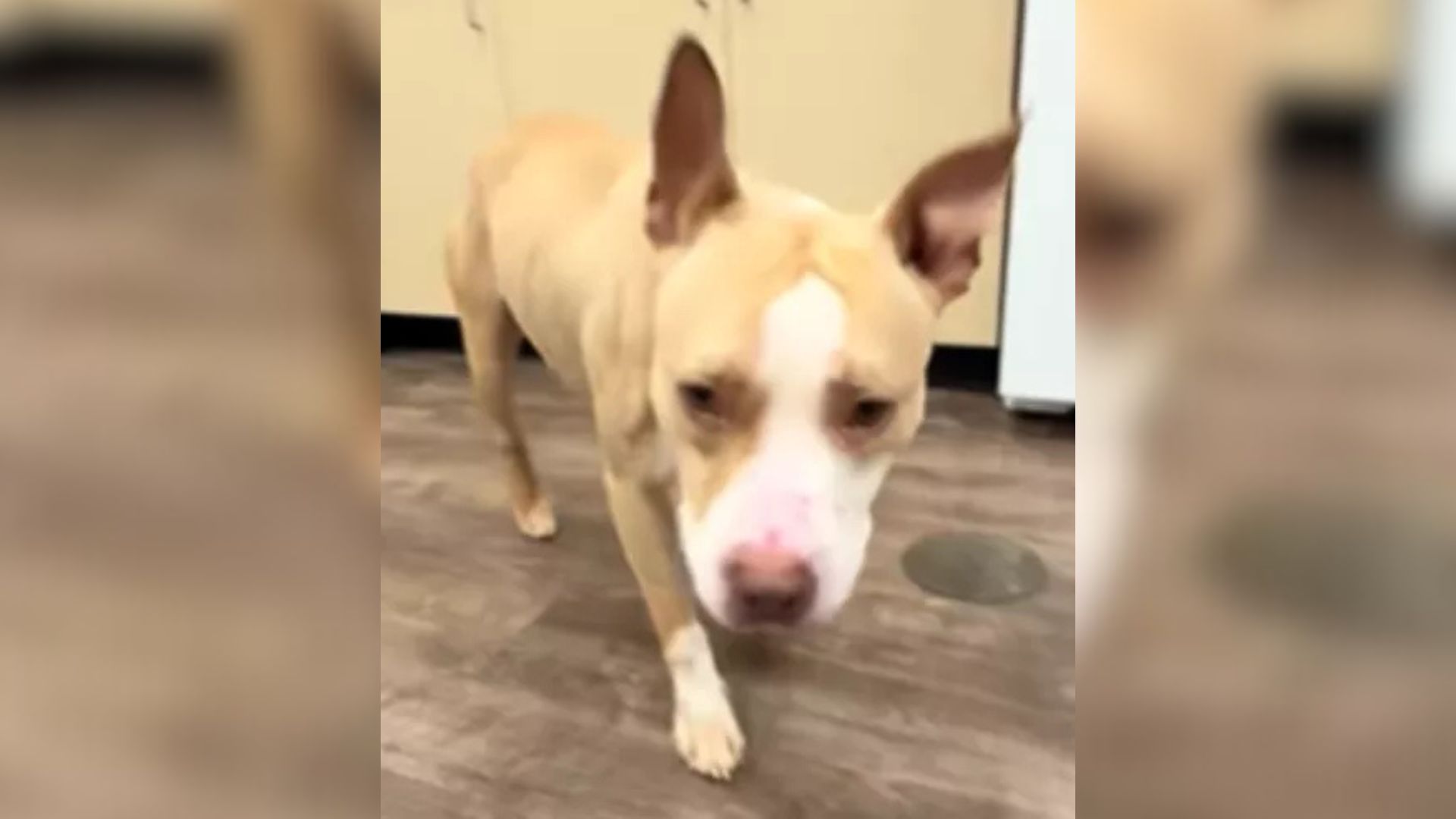 Sorrowful Dog Didn’t Know What To Do After Being Left At Illinois Shelter By Her Owners Who Were Allergic