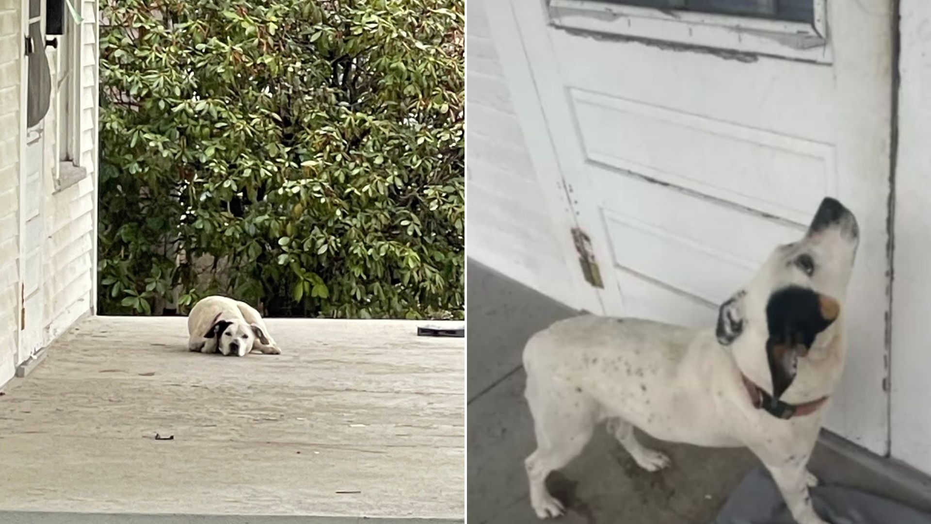 dog abandoned on porch