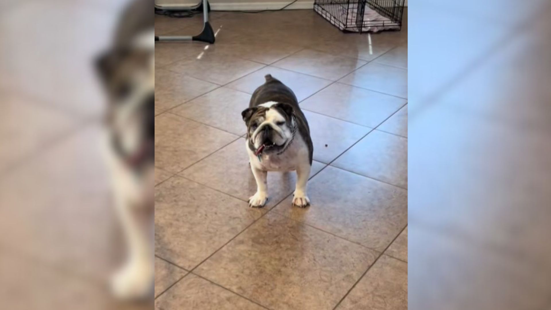 sad dog