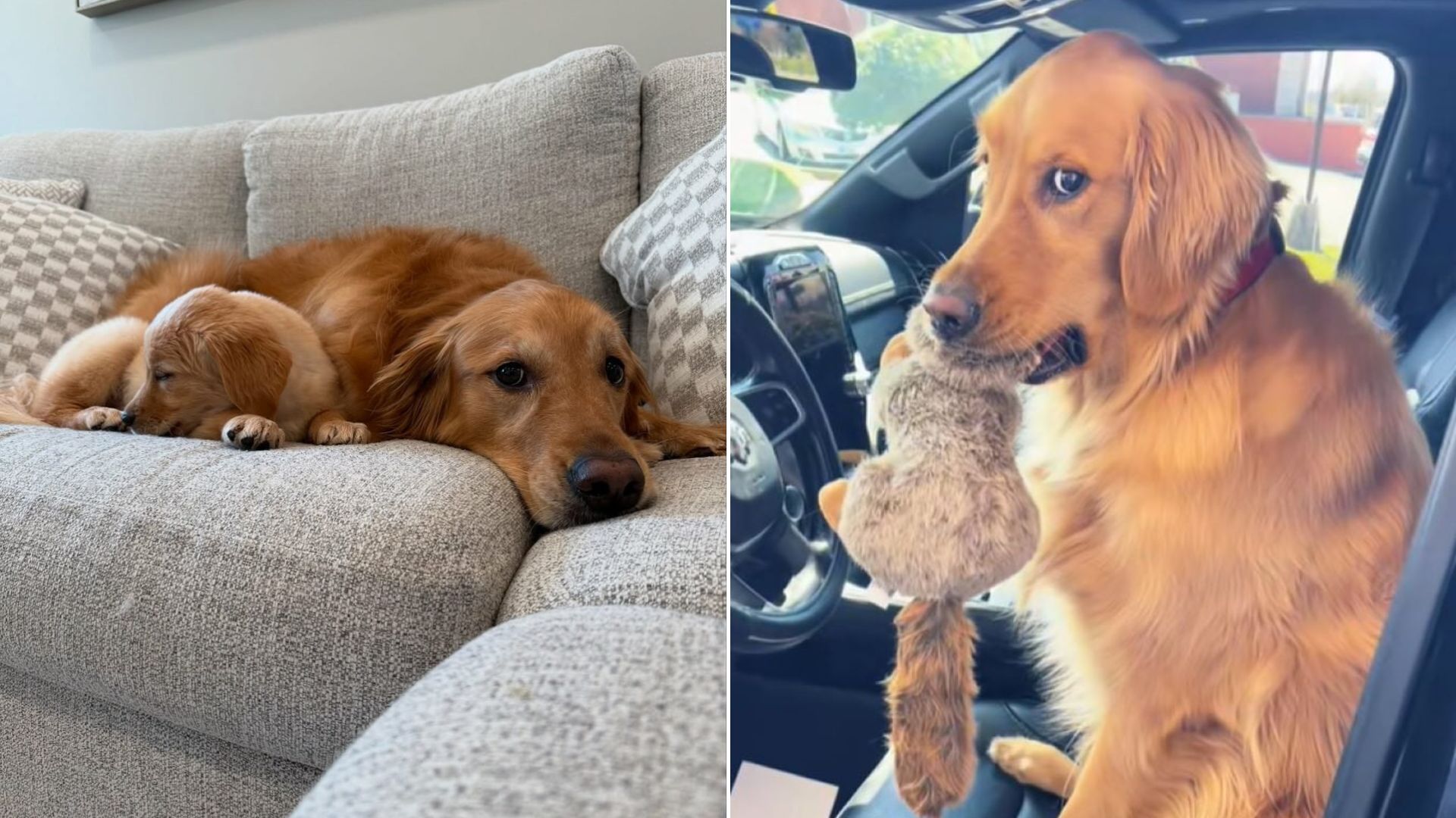dog with toy in mouth