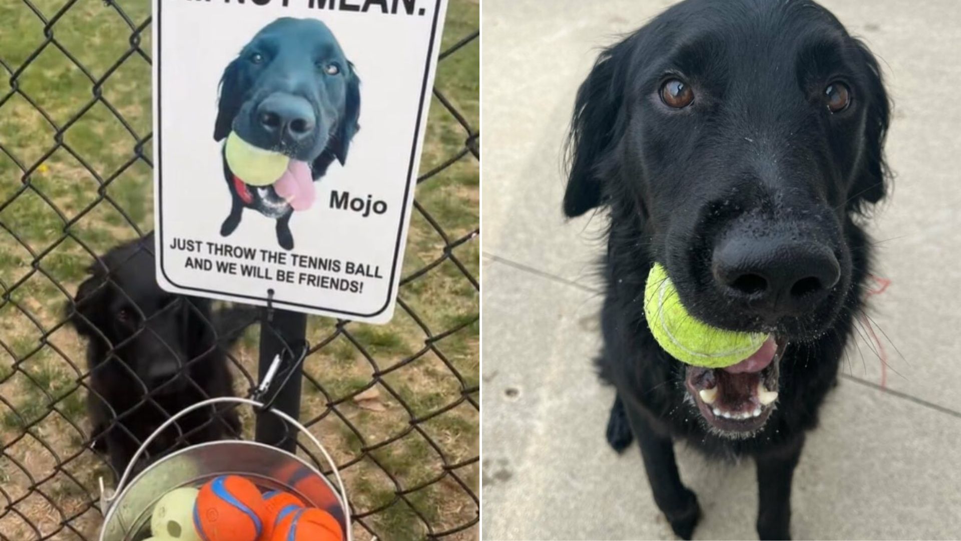 South Dakota Owner Puts Touching Sign On Fence And It Help Her Shy Dog Make Friends