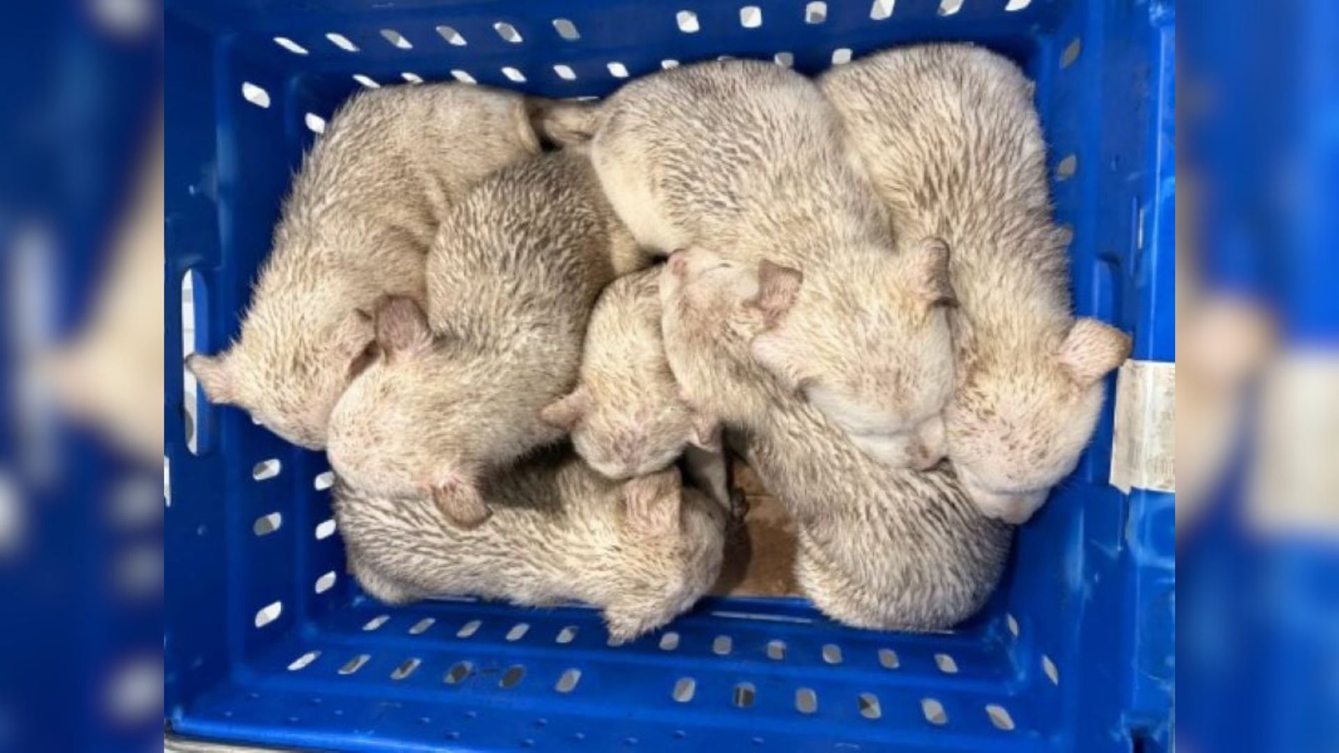 crate with puppies