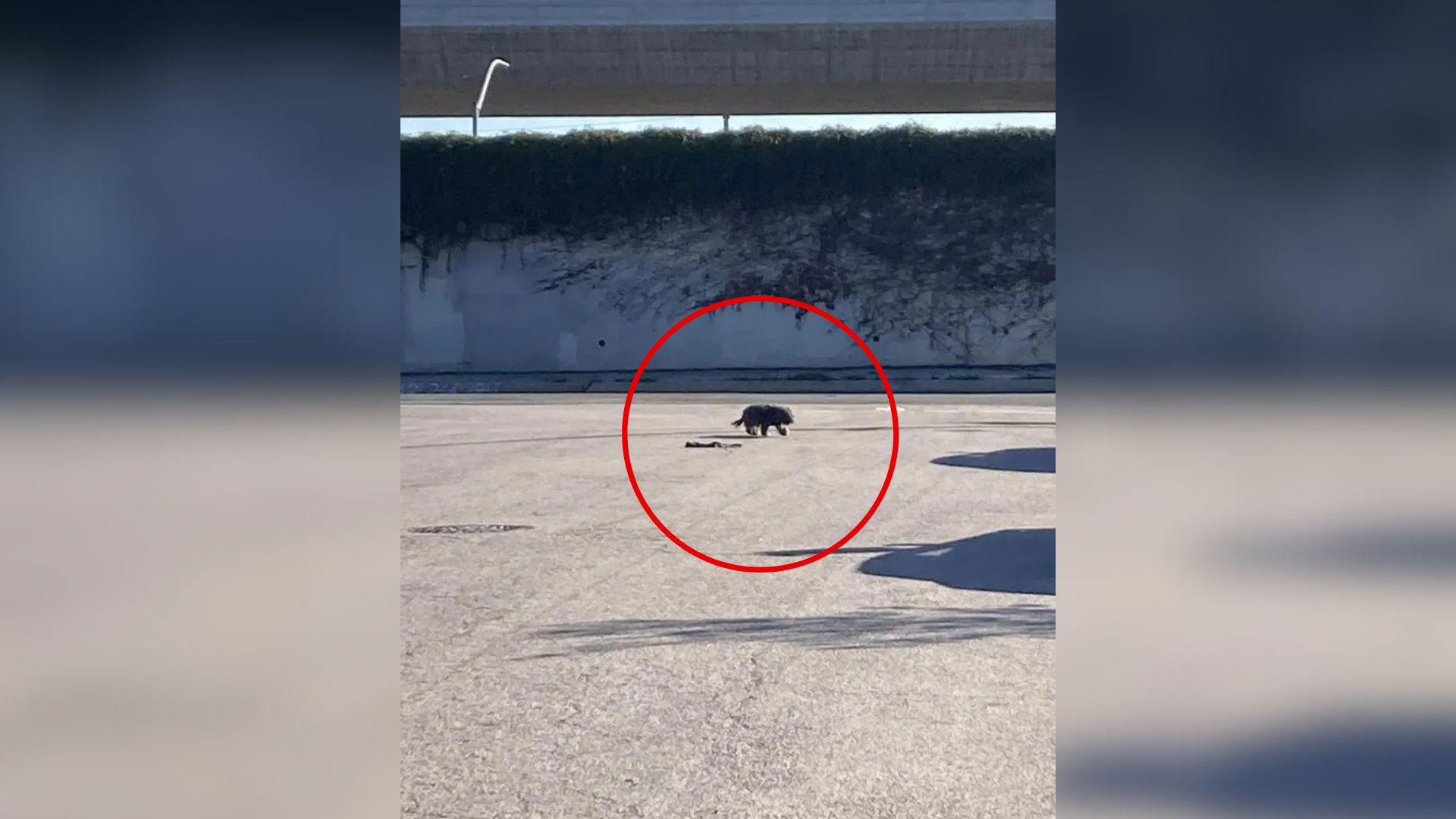 stray dog on highway