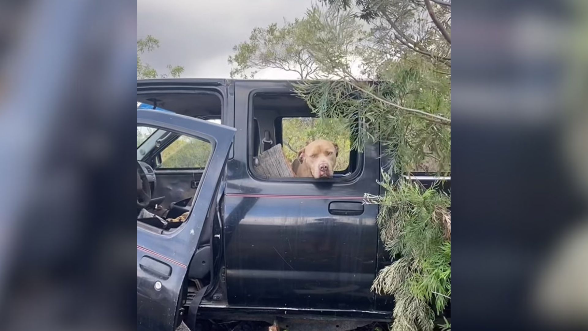 Starving Pittie Struggles To Find Food In A Decaying Truck In Hawaii, Then Sees A Kind Face