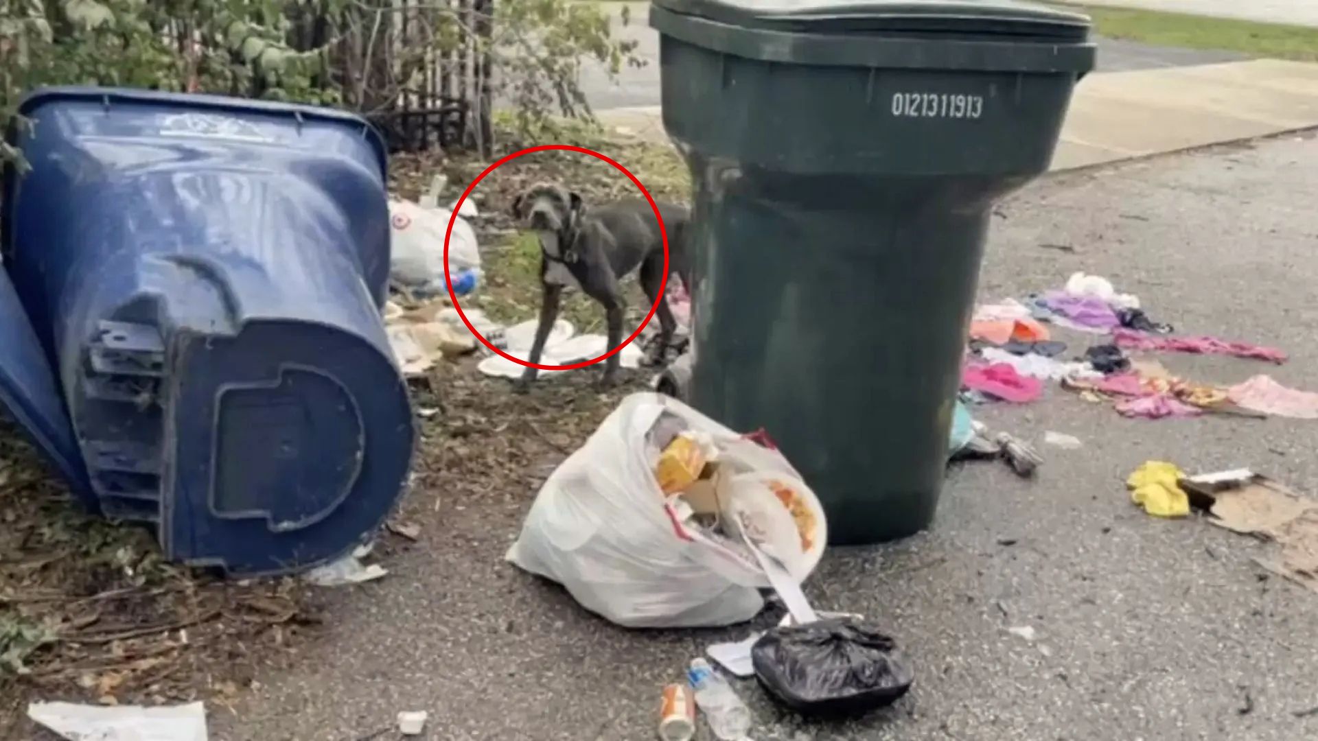 Stray Dog Found In Shocking Condition In Trash And Can’t Stop Hugging Missouri Rescuers
