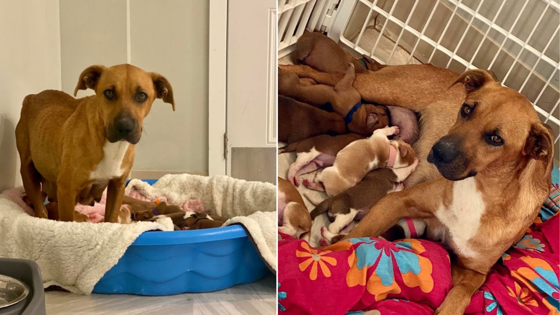 Terrified Virginia Dog With 14 Puppies Slowly Learns To Trust Again