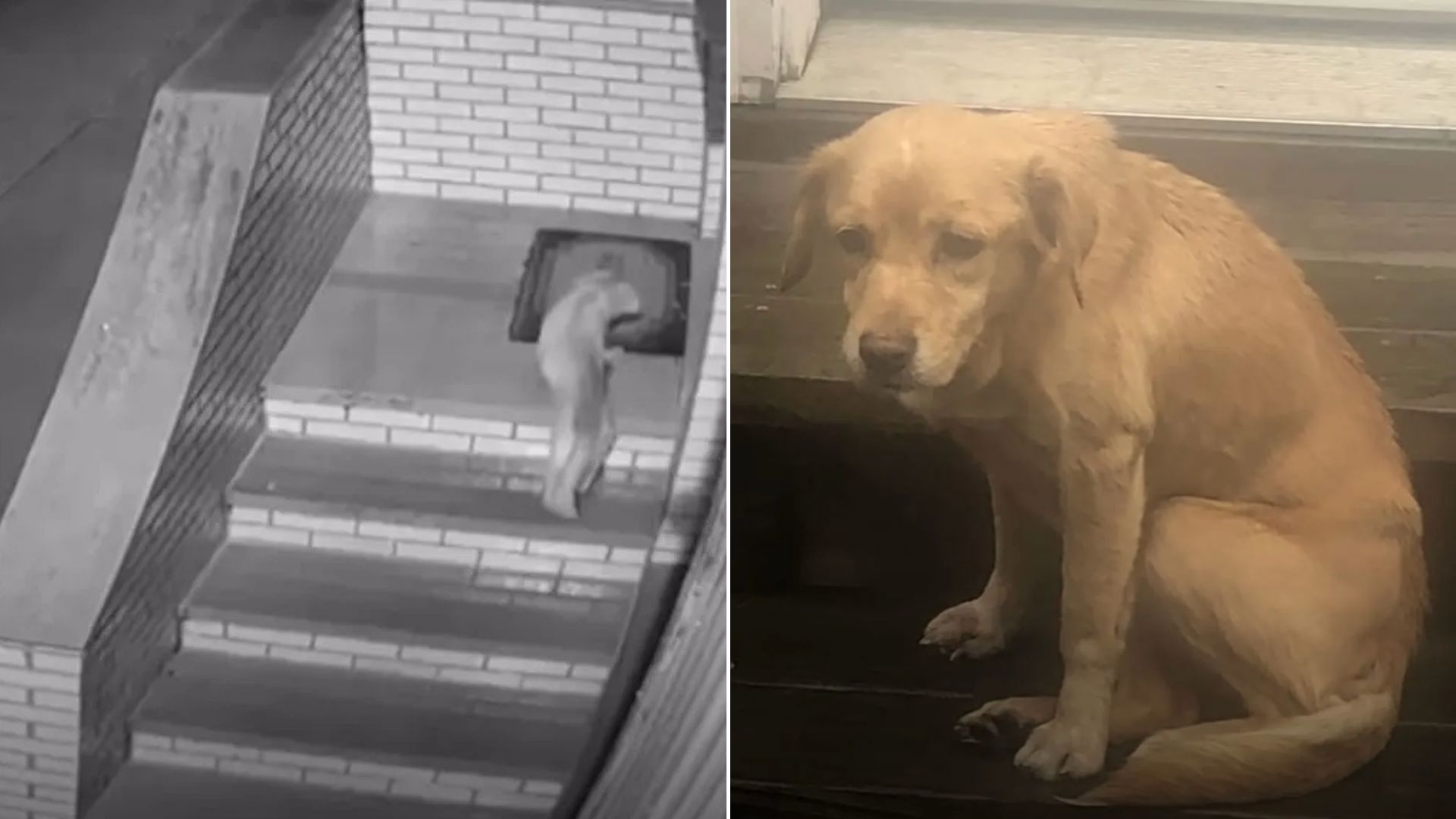 stray puppy wanders into stranger's home