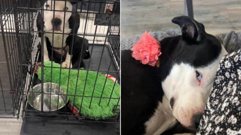 dog in shelter