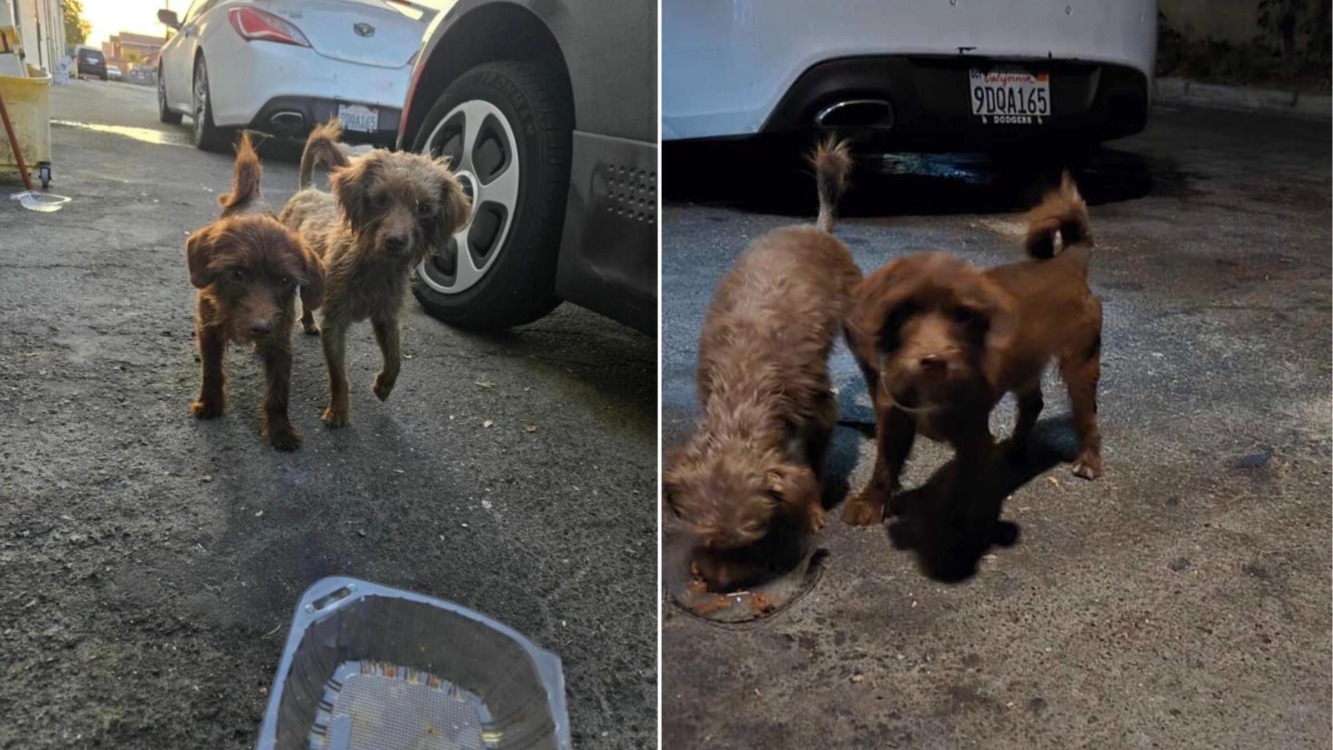 Sweet Dog Siblings Found Playing Near California Mall, Unaware They’ve Been Abandoned
