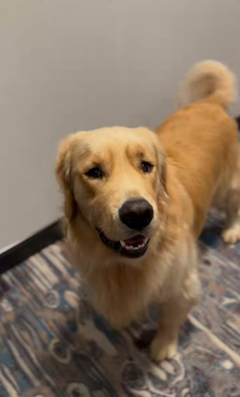 Sweet Golden Retriever