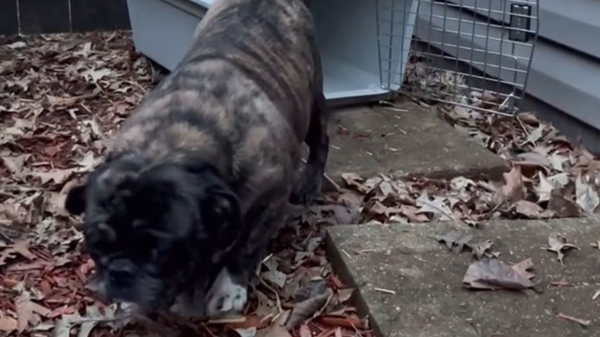 Sweet Iowa Pug Rescued From Breeder Finally Got The Life She Deserved