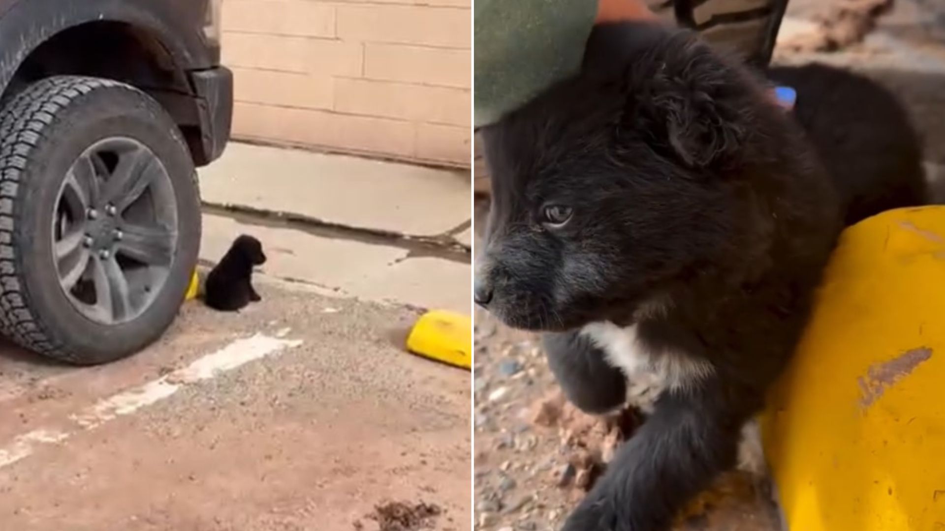 little puppy in store parking lot