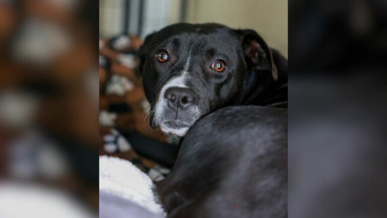 black mother dog