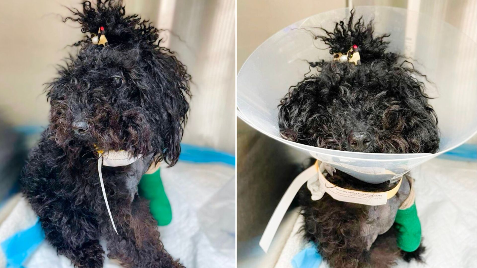 Sweet Pup In North Carolina Overcomes Heartbreak And Pain With Help From Rescuers