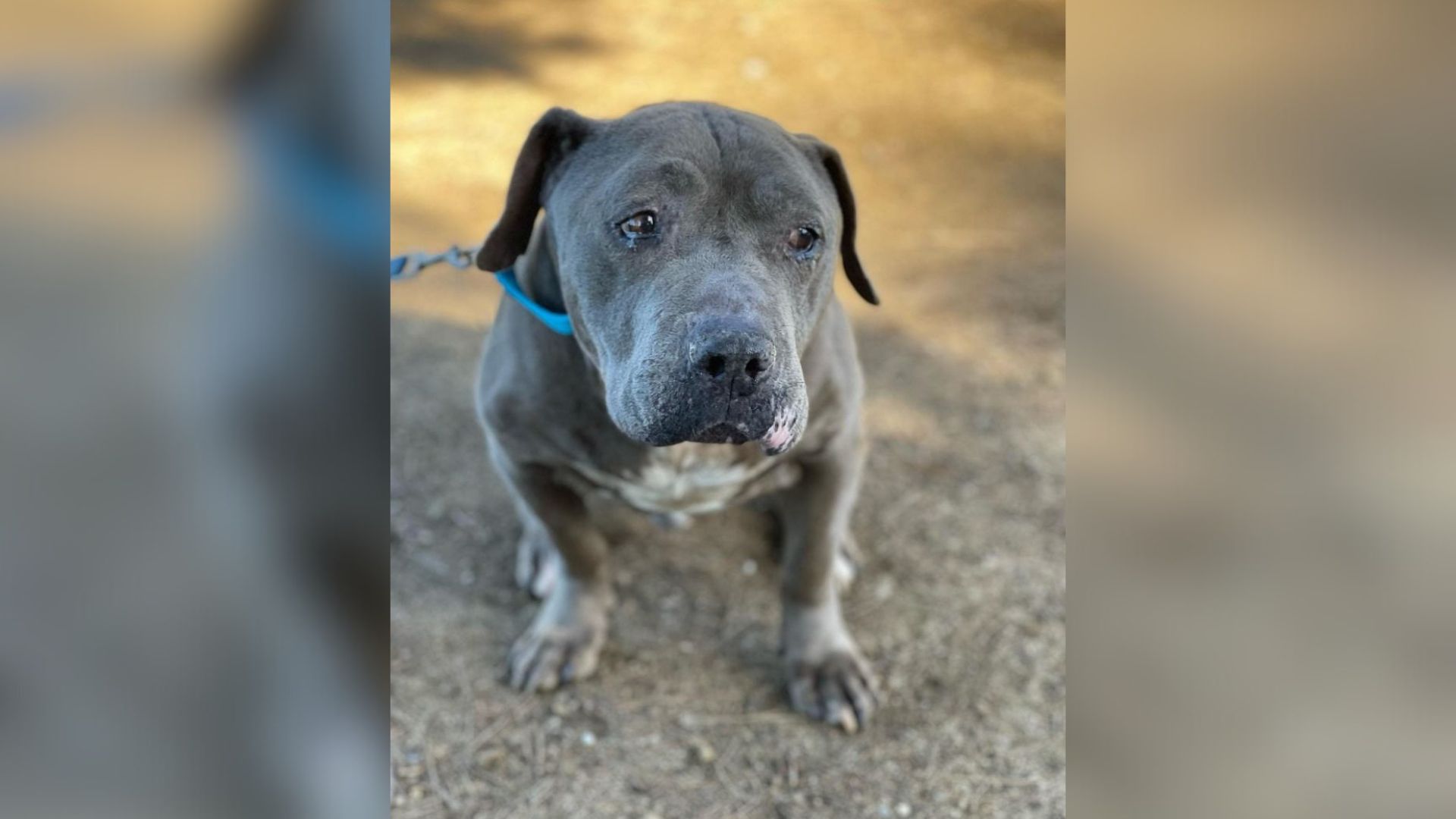 Sweet Senior Dog Can’t Stop Crying After Being Overlooked At California Shelter For So Long