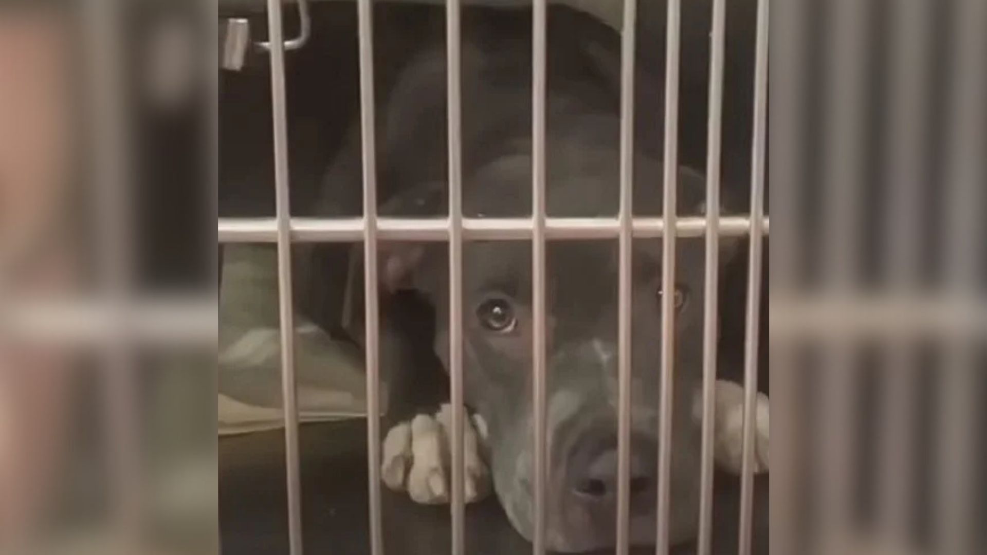 cute shelter dog