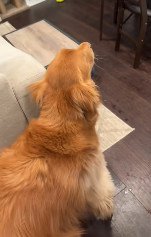 Sweet dog in house