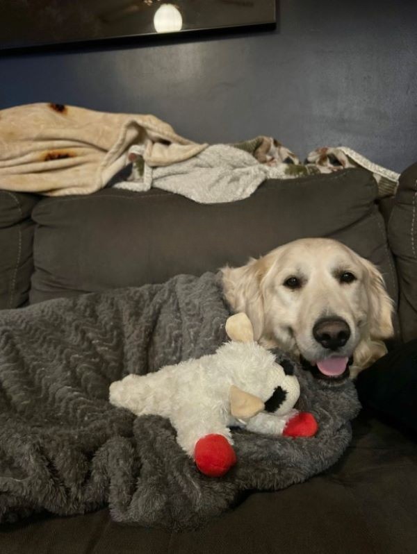 Sweet golden retriever