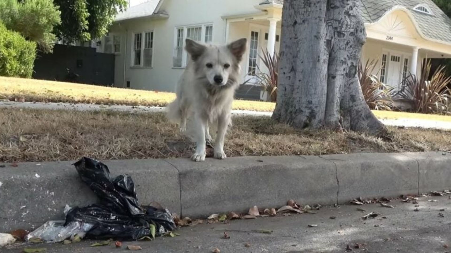 Tearful Moment As California Hero Saves Starving, Poisoned Street Dog Just In Time