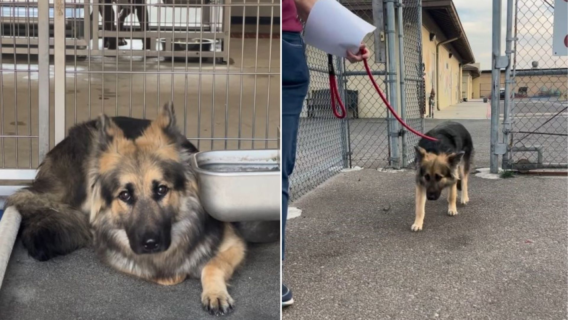 Tears As Abused Dog Shaking From Fear At California Shelter Finally Learns What Love Is