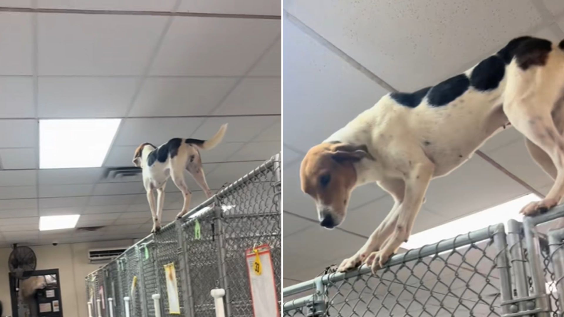 dog in shelter