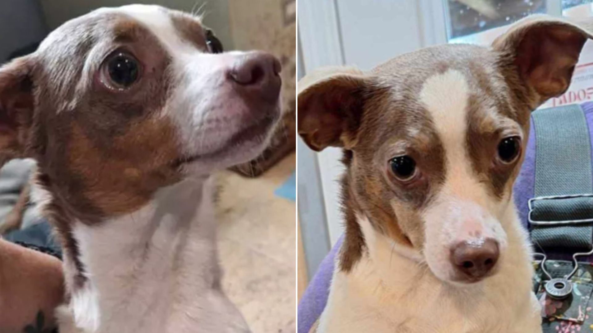 Tears As Missing Dog Miraculously Appears At Alabama Shelter Where Her Owner Works
