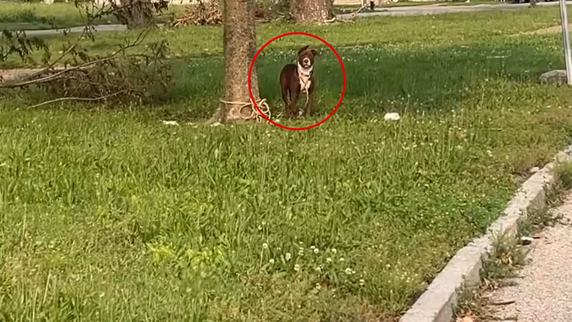 abandoned dog tied to a tree