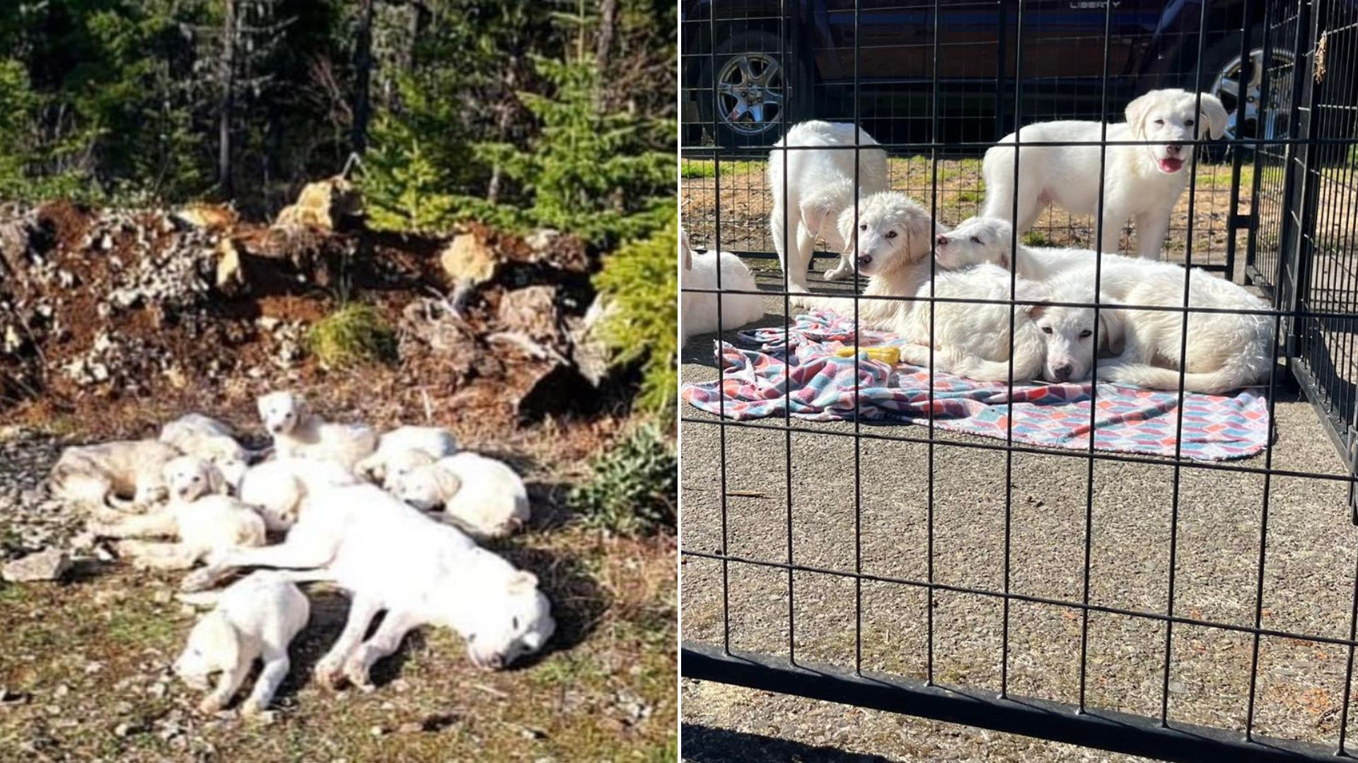 mom dog and puppies abandoned